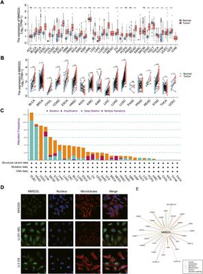 Integrative pan-cancer landscape of MMS22L and its potential role in hepatocellular carcinoma